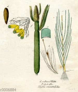 Typhaceae - Rohrkolbengewächse