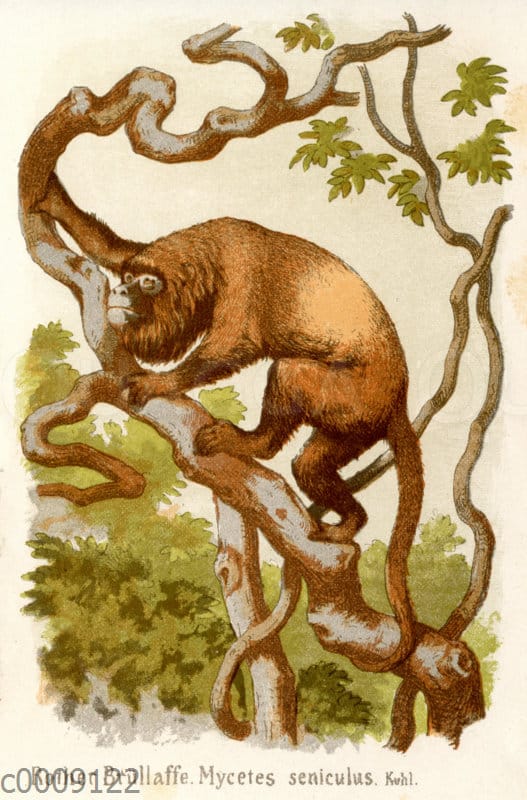 Roter Brüllaffe - Quagga Illustrations Roter Brüllaffe - Quagga Illustrations