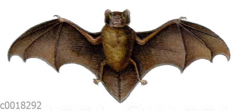 Zwergfledermaus Quagga Illustrations