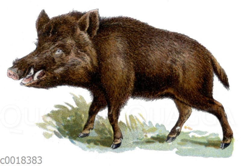 Wildschwein - Quagga Illustrations Wildschwein - Quagga Illustrations
