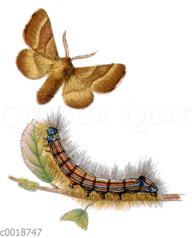 Ringelspinner Quagga Illustrations