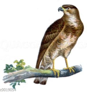 Bussard