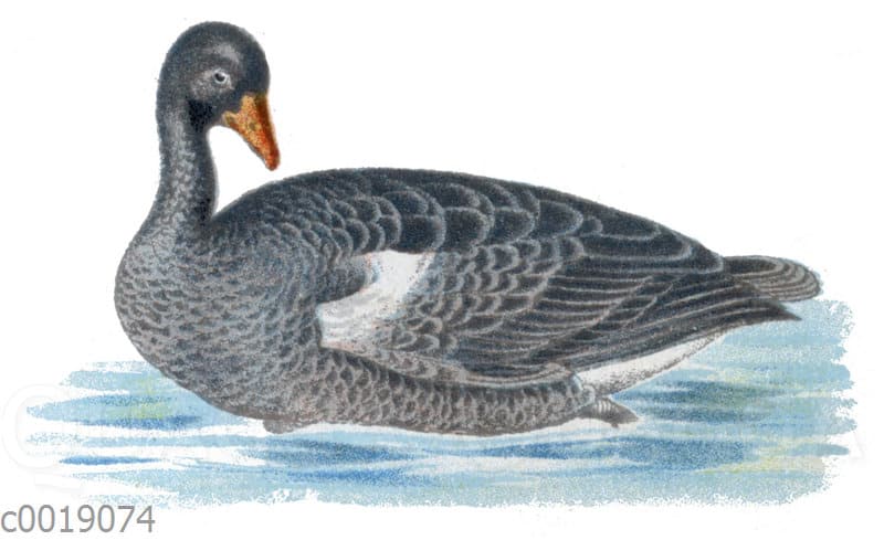 Graugans Quagga Illustrations