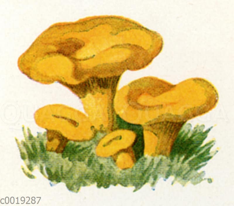 pfifferling-quagga-illustrations