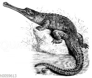 Gangesgavial