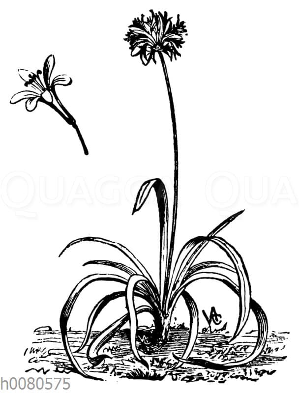 Afrikanische Schmucklilie