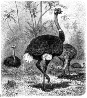 Afrikanischer Strauß