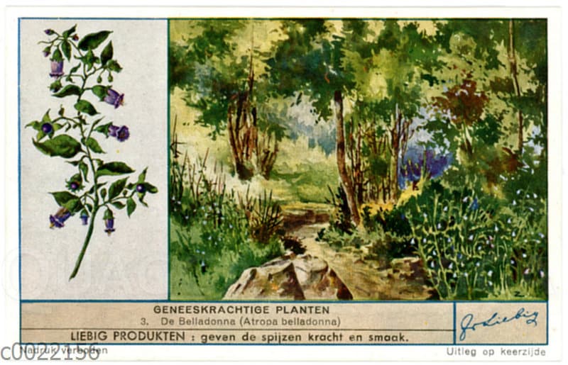 Tollkirsche - Quagga Illustrations