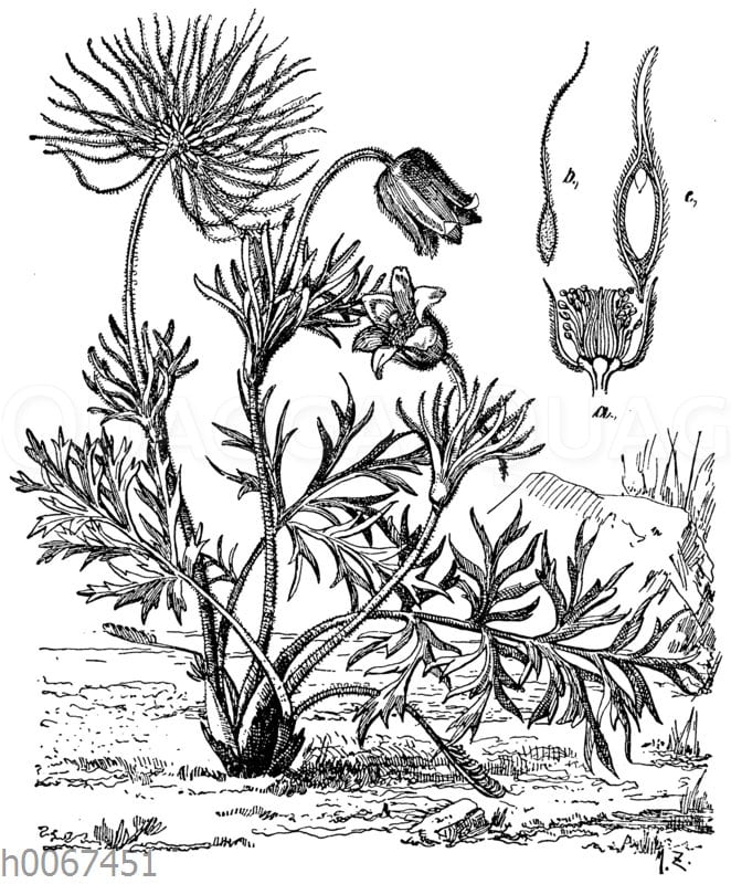 Kuhschelle Quagga Illustrations