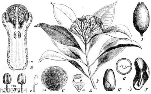Gewürznelkenbaum Quagga Illustrations