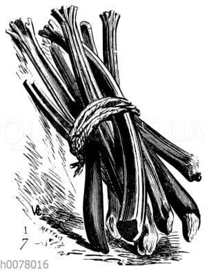 Rhabarber
