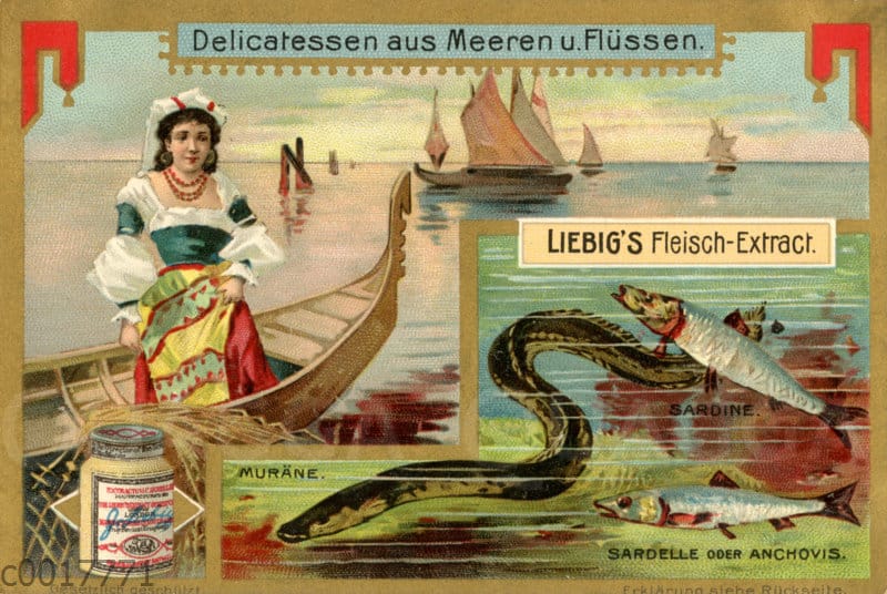 Anchovis und Muräne - Quagga Illustrations
