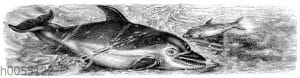 Gemeiner Delfin
