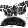 Brauner Bär