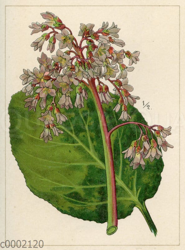 Dickblatt-Bergenie