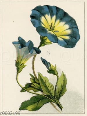 Convolvulaceae - Windengewächse