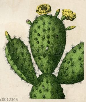 Cactaceae - Kakteen