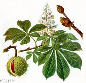 Hippocastanaceae - Rosskastaniengewächse