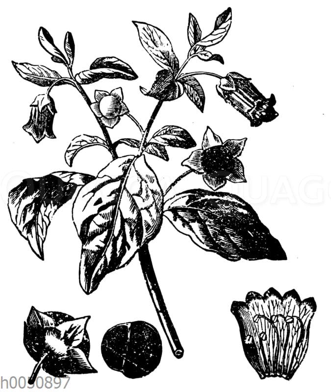 Tollkirsche - Quagga Illustrations