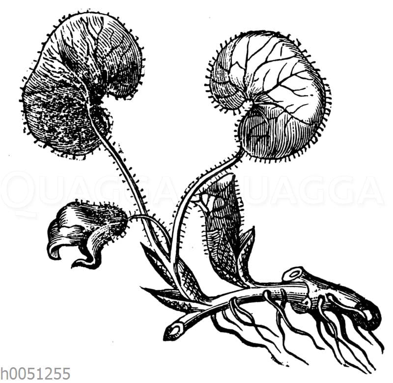 Gewöhnliche Haselwurz