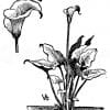 Calla