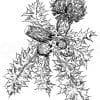Stängellose Kratzdistel