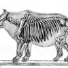 Wollnashorn
