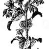 Borretsch