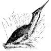 Rohrdommel