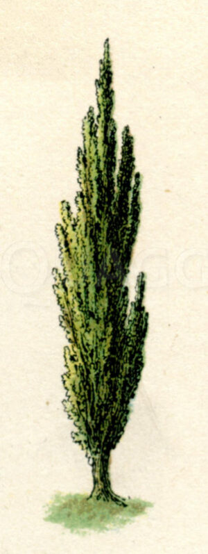 Pyramidenpappel