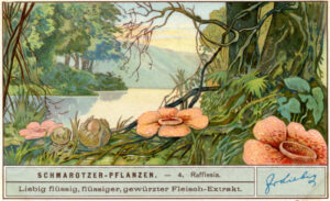 Rafflesia als Schmarotzerpflanze