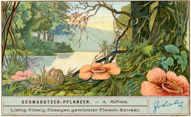 Rafflesia als Schmarotzerpflanze
