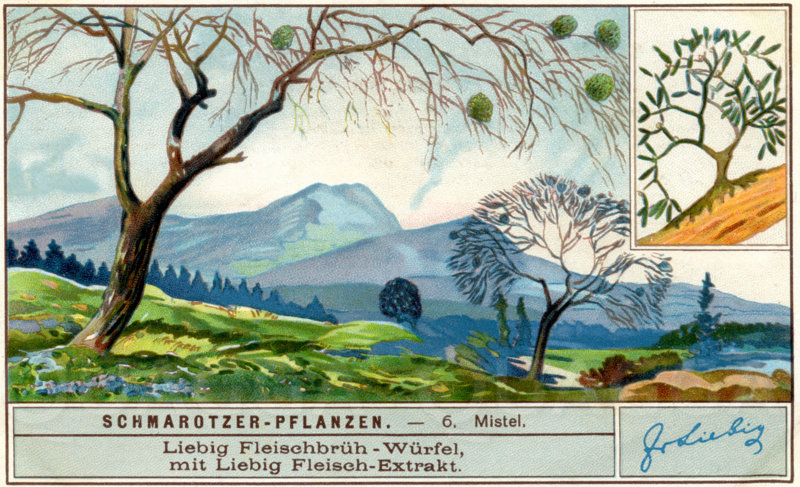 Mistel