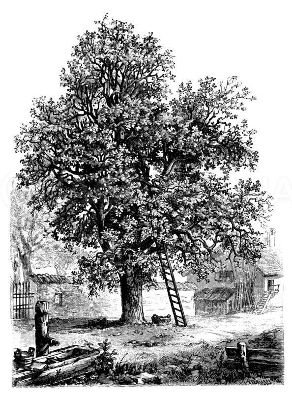Birnbaum