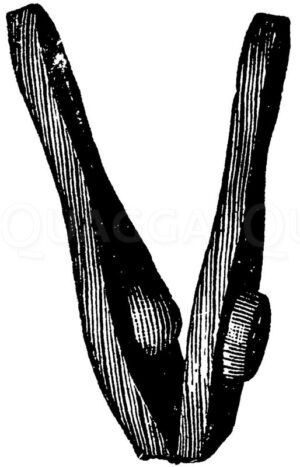 Zitronenpresse