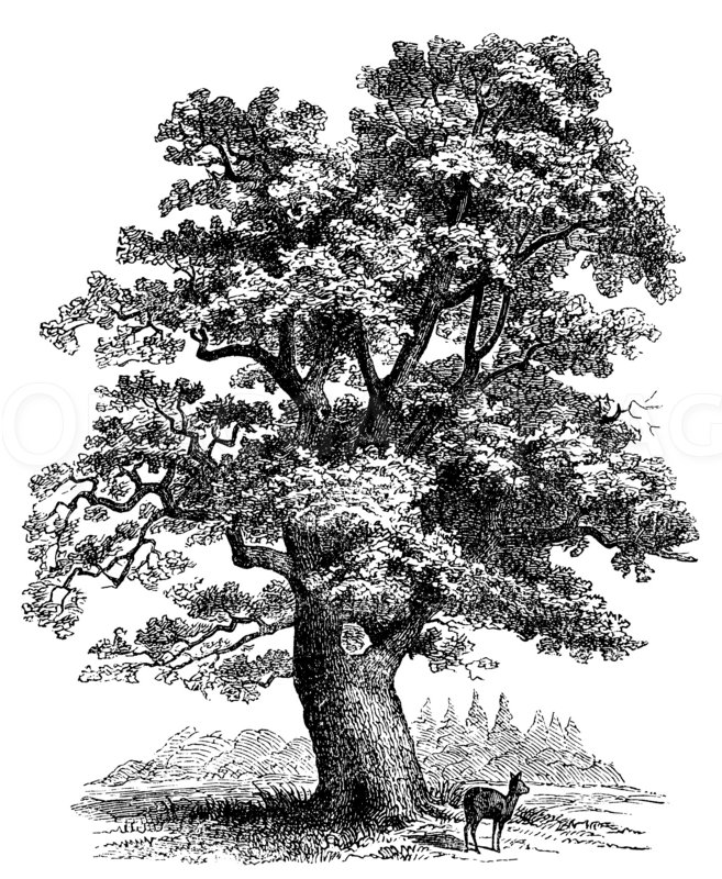 Stieleiche