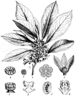 Cola-Baum