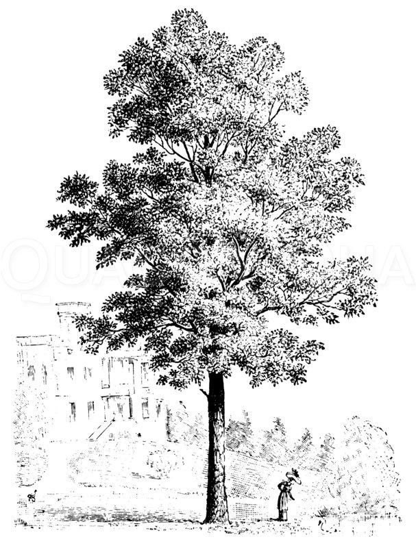 Roteiche