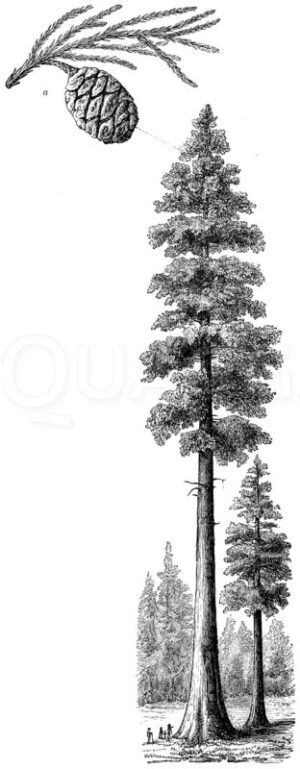 Riesenmammutbaum