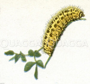 Sechsfleck-Widderchen