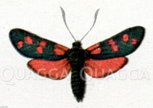 Sechsfleck-Widderchen