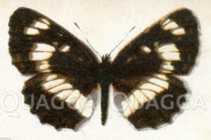 Schwarzer Trauerfalter