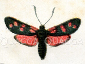 Sechsfleck-Widderchen