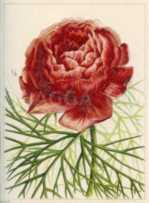 Netzblatt-Pfingstrose