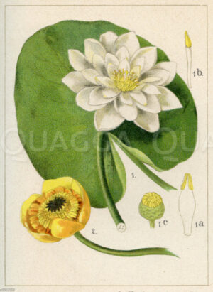 Weiße Seerose und gelbe Teichrose