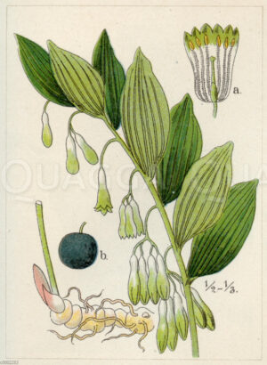 Vielblütige Weißwurz