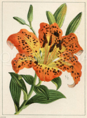 Lilium maculatum