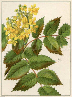 Gewöhnliche Mahonie