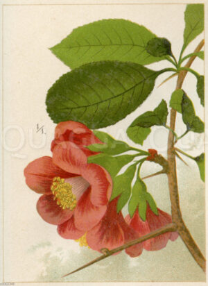 Japanische Zierquitte