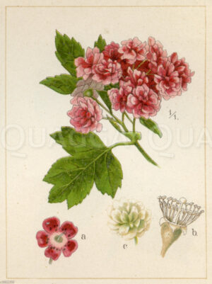 Eingriffeliger Weißdorn